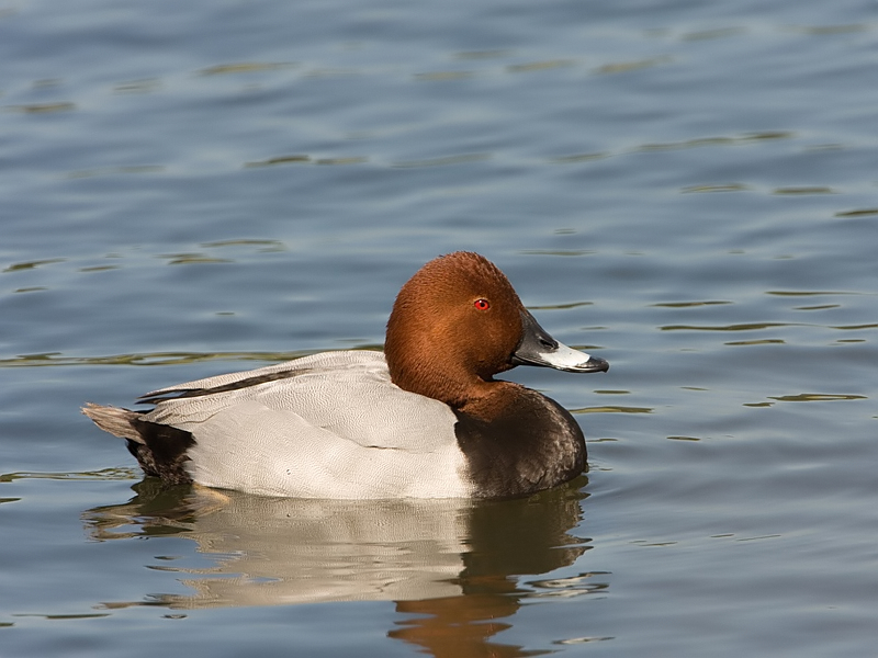 Aythya ferina Common Pochard Tafeleend